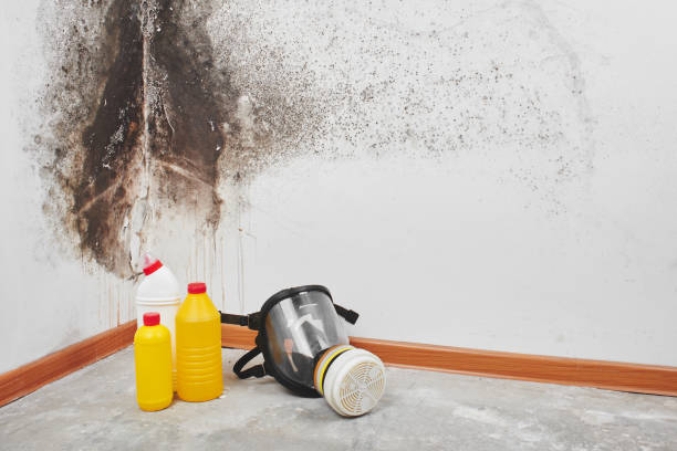 Best Office Mold Removal Services  in Fuller Heights, FL