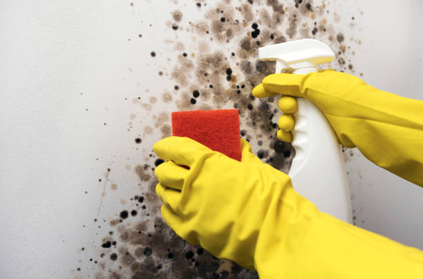 Fuller Heights, FL Mold Removal Company