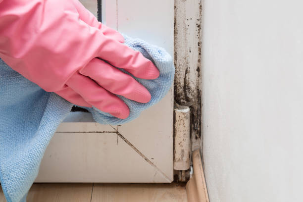 Best Mold Damage Repair  in Fuller Heights, FL